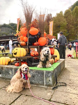 わんダフルネイチャーヴィレッジに投稿された画像（2020/11/1）