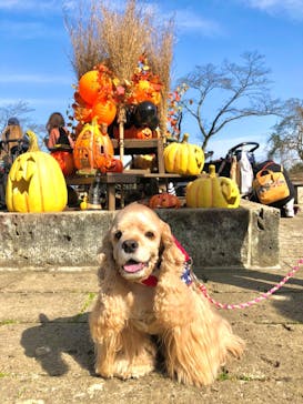 わんダフルネイチャーヴィレッジに投稿された画像（2020/11/1）