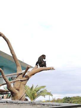 天王寺動物園に投稿された画像（2020/11/2）