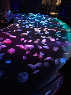 すみだ水族館に投稿された画像（2020/11/2）