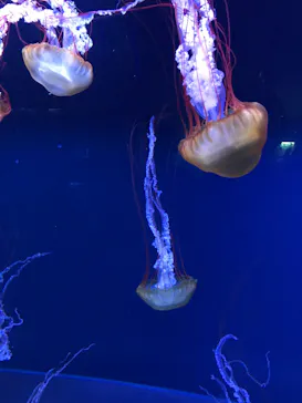 すみだ水族館に投稿された画像（2020/11/2）
