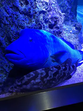 すみだ水族館に投稿された画像（2020/11/2）