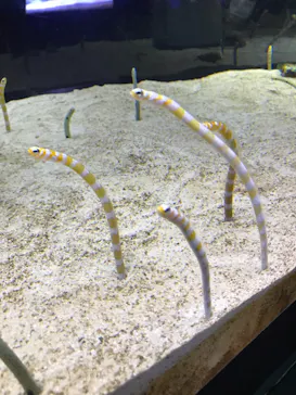 すみだ水族館に投稿された画像（2020/11/2）