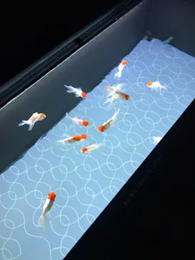 すみだ水族館に投稿された画像（2020/11/2）