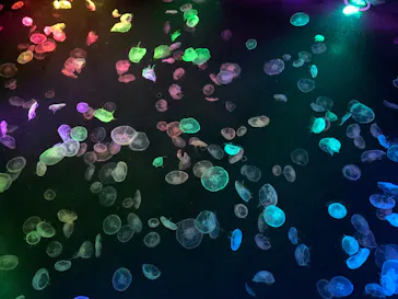 すみだ水族館に投稿された画像（2020/11/2）