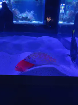 すみだ水族館に投稿された画像（2020/11/2）