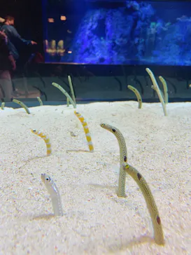 すみだ水族館に投稿された画像（2020/11/2）