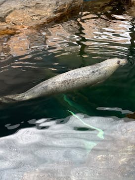 しながわ水族館に投稿された画像（2020/11/2）
