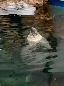 しながわ水族館に投稿された画像（2020/11/2）