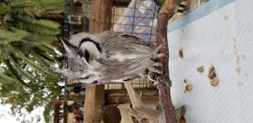 しろとり動物園に投稿された画像（2020/11/2）