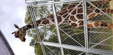 しろとり動物園に投稿された画像（2020/11/1）