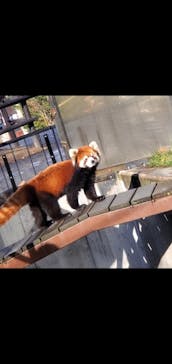 旭川市旭山動物園に投稿された画像（2020/11/2）
