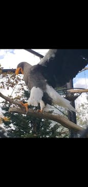 旭川市旭山動物園に投稿された画像（2020/11/2）