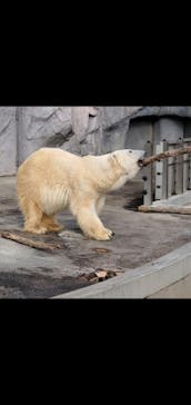 旭川市旭山動物園に投稿された画像（2020/11/2）