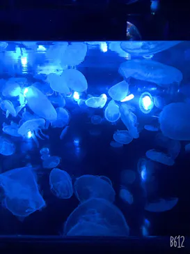 すみだ水族館に投稿された画像（2020/11/2）