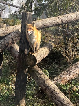 旭川市旭山動物園に投稿された画像（2020/11/2）