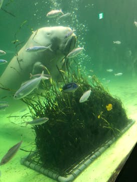 鳥羽水族館に投稿された画像（2020/11/2）