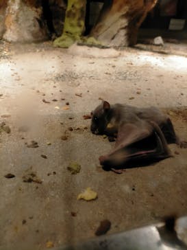 天王寺動物園に投稿された画像（2020/11/2）