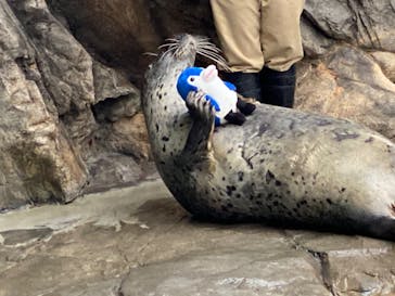 しながわ水族館に投稿された画像（2020/11/2）