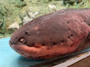 しながわ水族館に投稿された画像（2020/11/2）