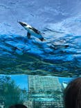 サンシャイン水族館に投稿された画像（2020/11/2）