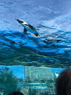 サンシャイン水族館に投稿された画像（2020/11/2）