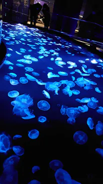 すみだ水族館に投稿された画像（2020/11/2）