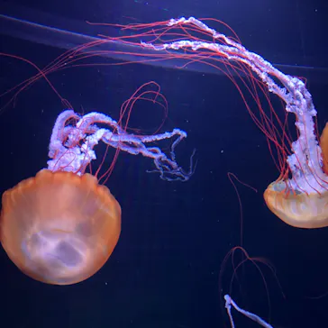 すみだ水族館に投稿された画像（2020/11/2）