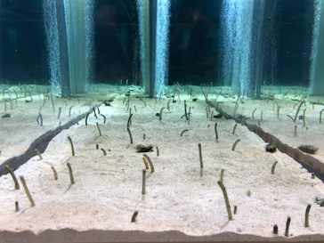 すみだ水族館に投稿された画像（2020/11/2）