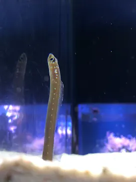 すみだ水族館に投稿された画像（2020/11/2）