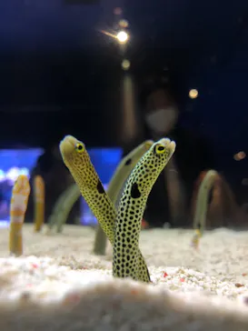 すみだ水族館に投稿された画像（2020/11/2）