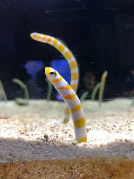 すみだ水族館に投稿された画像（2020/11/2）