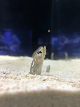 すみだ水族館に投稿された画像（2020/11/2）