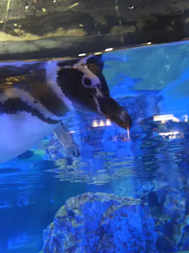 すみだ水族館に投稿された画像（2020/11/2）