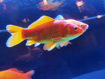 すみだ水族館に投稿された画像（2020/11/2）