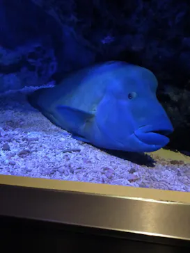 すみだ水族館に投稿された画像（2020/11/2）