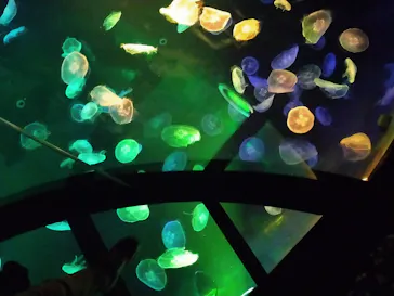 すみだ水族館に投稿された画像（2020/11/2）