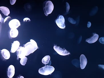 サンシャイン水族館に投稿された画像（2020/11/2）