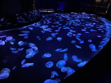 すみだ水族館に投稿された画像（2020/8/4）