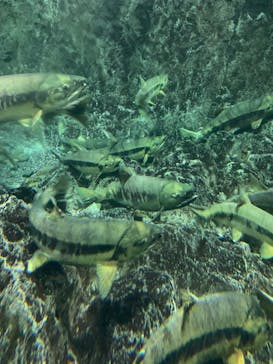 サケのふるさと 千歳水族館に投稿された画像（2020/11/2）