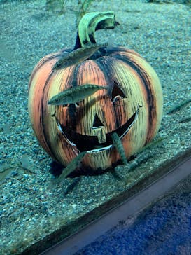 サケのふるさと 千歳水族館に投稿された画像（2020/11/2）