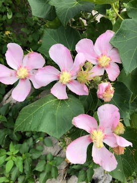 アスムイハイクスに投稿された画像（2020/11/2）