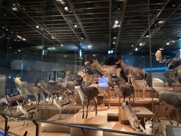 国立科学博物館に投稿された画像（2020/11/2）