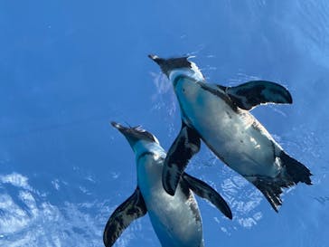 サンシャイン水族館に投稿された画像（2020/11/2）