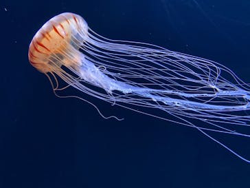 サンシャイン水族館に投稿された画像（2020/11/2）