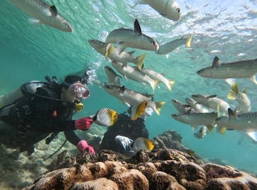 武藤潜水に投稿された画像（2020/11/2）