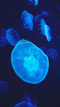 すみだ水族館に投稿された画像（2020/11/2）