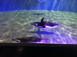 すみだ水族館に投稿された画像（2020/11/3）