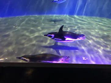 すみだ水族館に投稿された画像（2020/11/2）