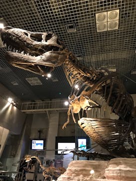 国立科学博物館に投稿された画像（2020/11/2）